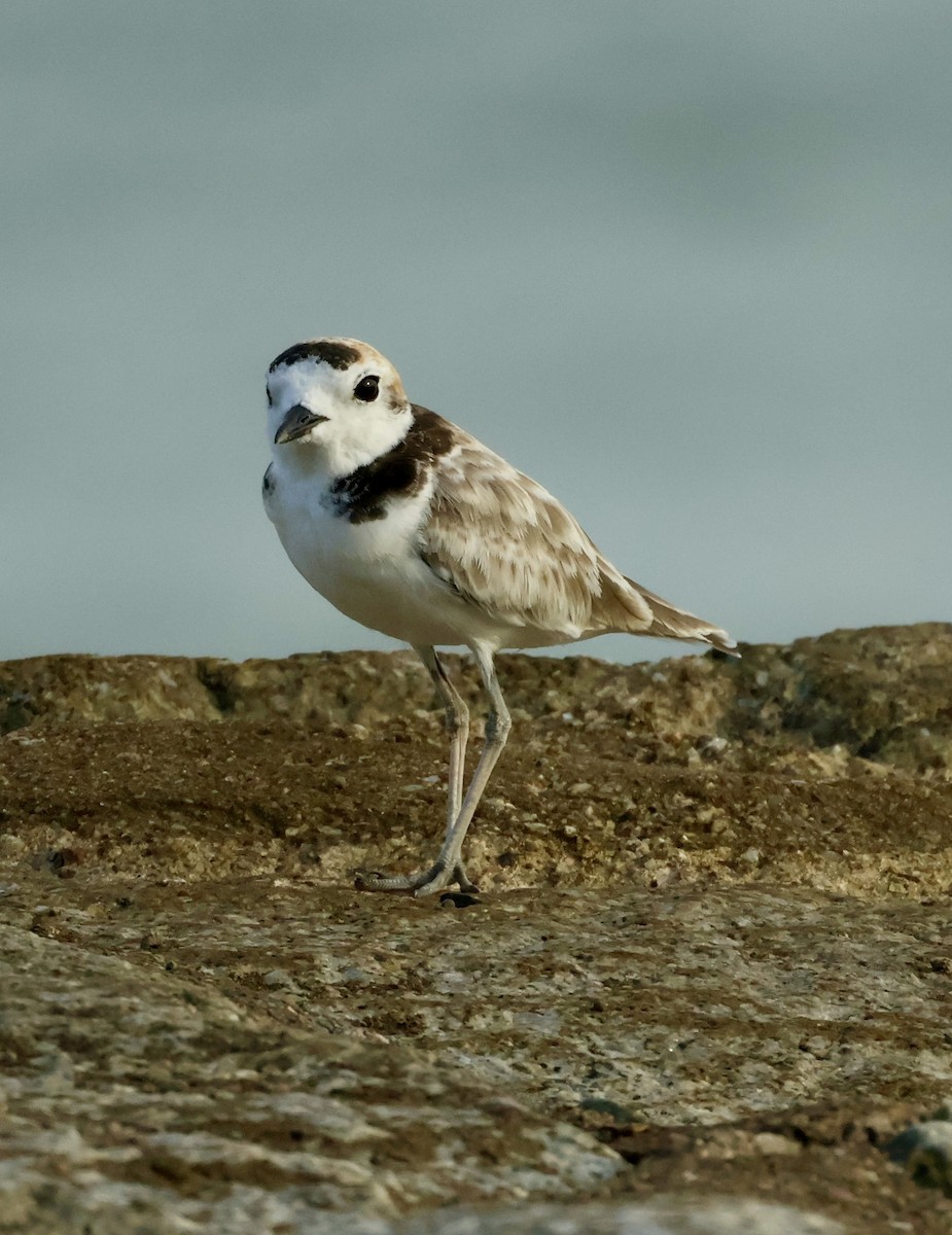 Malaysian Plover - ML644025035