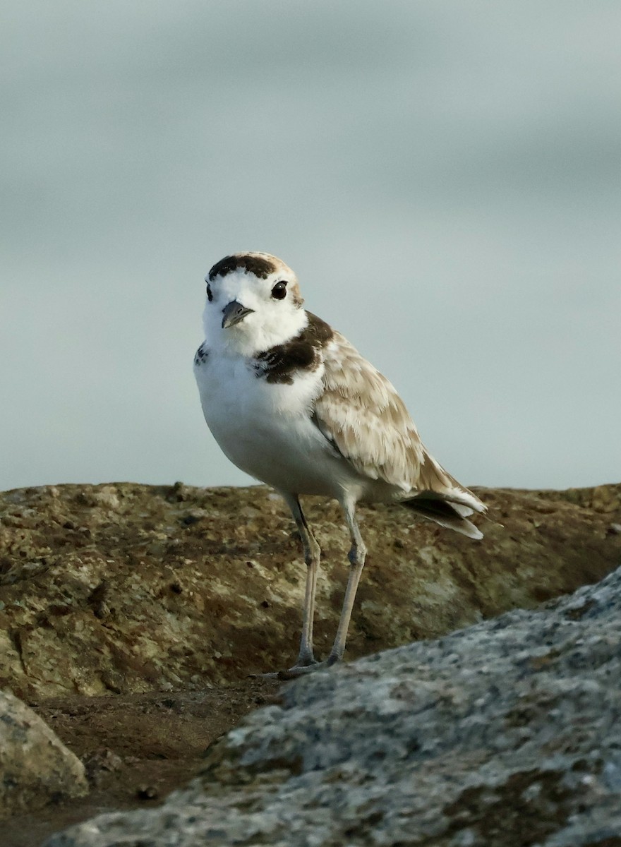 Malaysian Plover - ML644025037