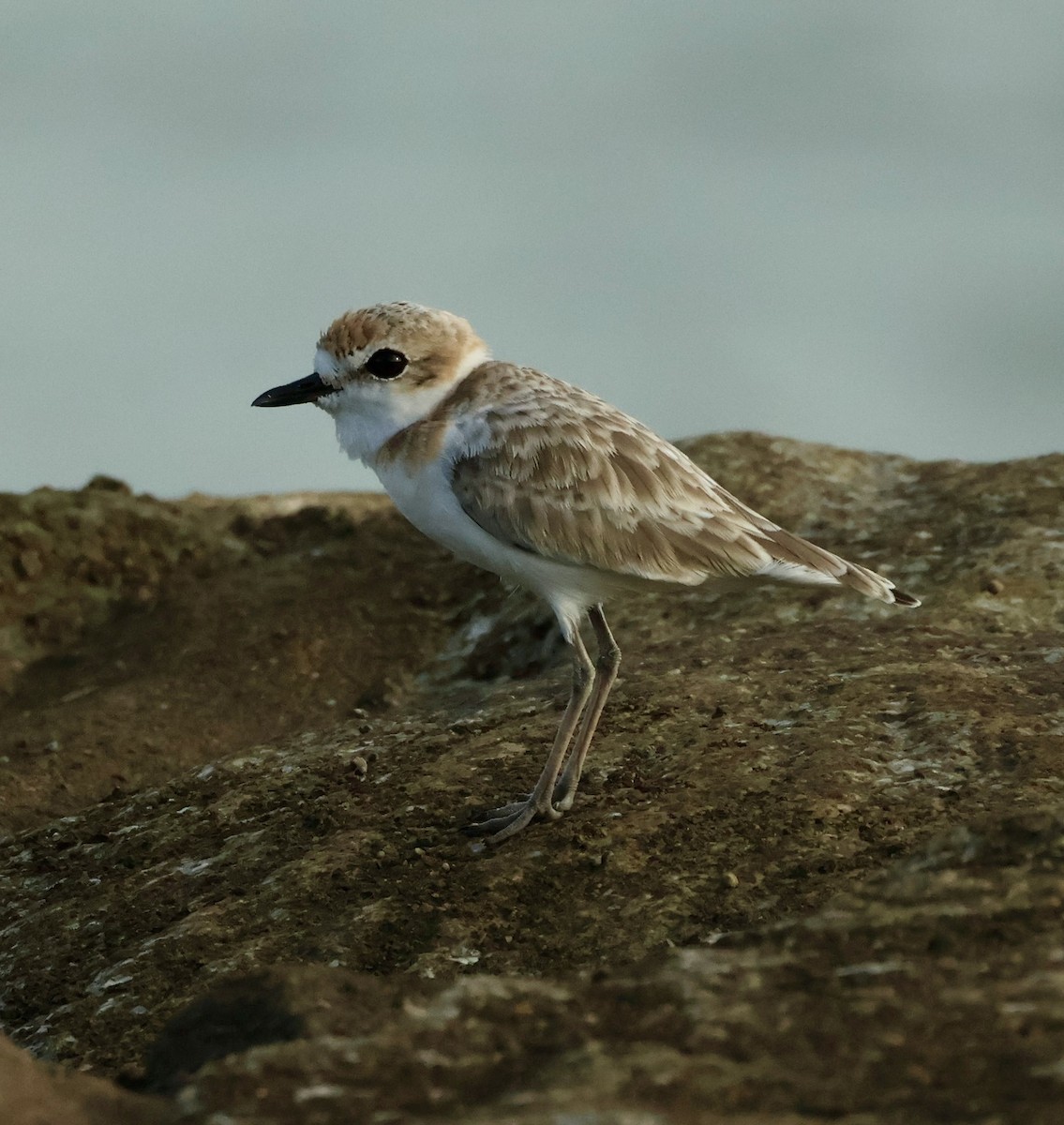 Malaysian Plover - ML644025038