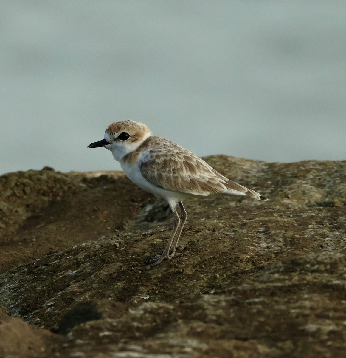 Malaysian Plover - ML644025039