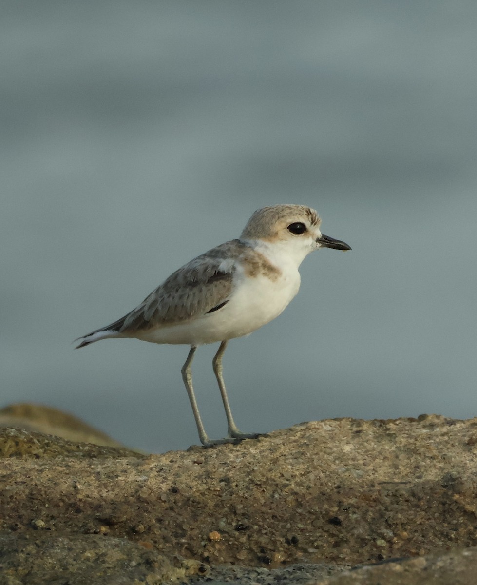 Malaysian Plover - ML644025047