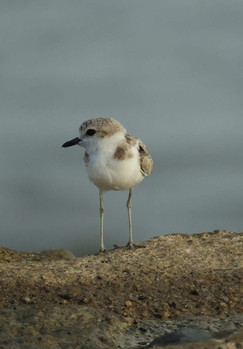 Malaysian Plover - ML644025048