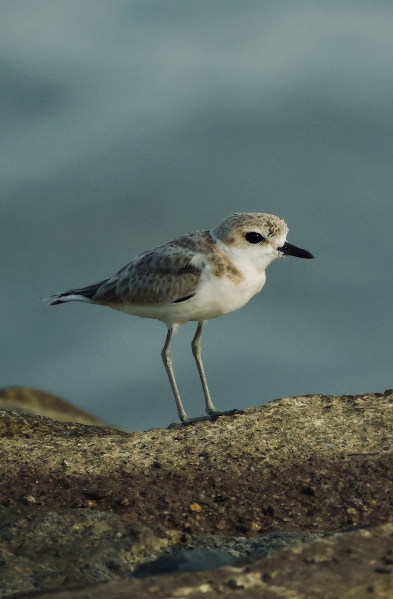 Malaysian Plover - ML644025049