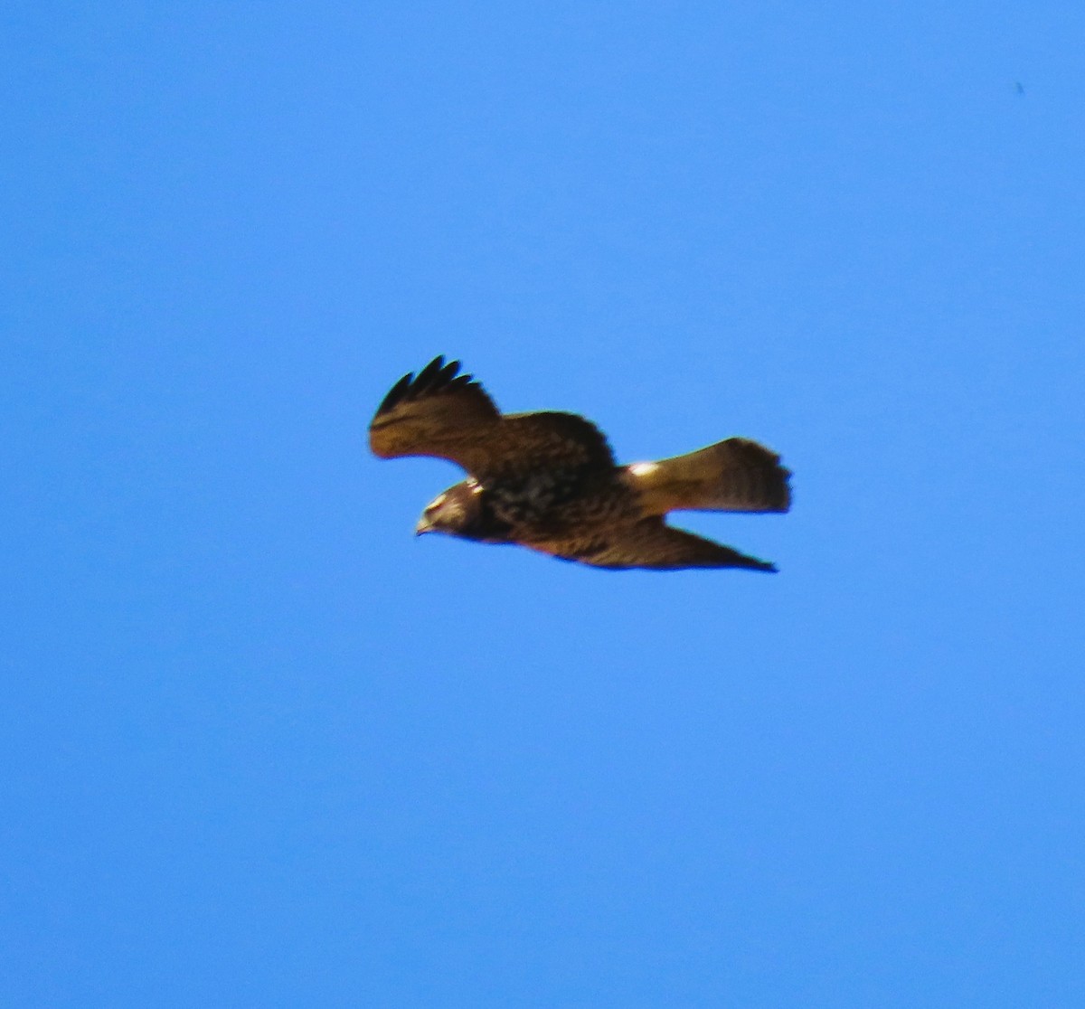 Swainson's Hawk - ML644025070
