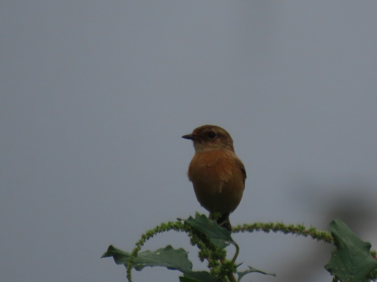 Siberian Stonechat - ML644025071