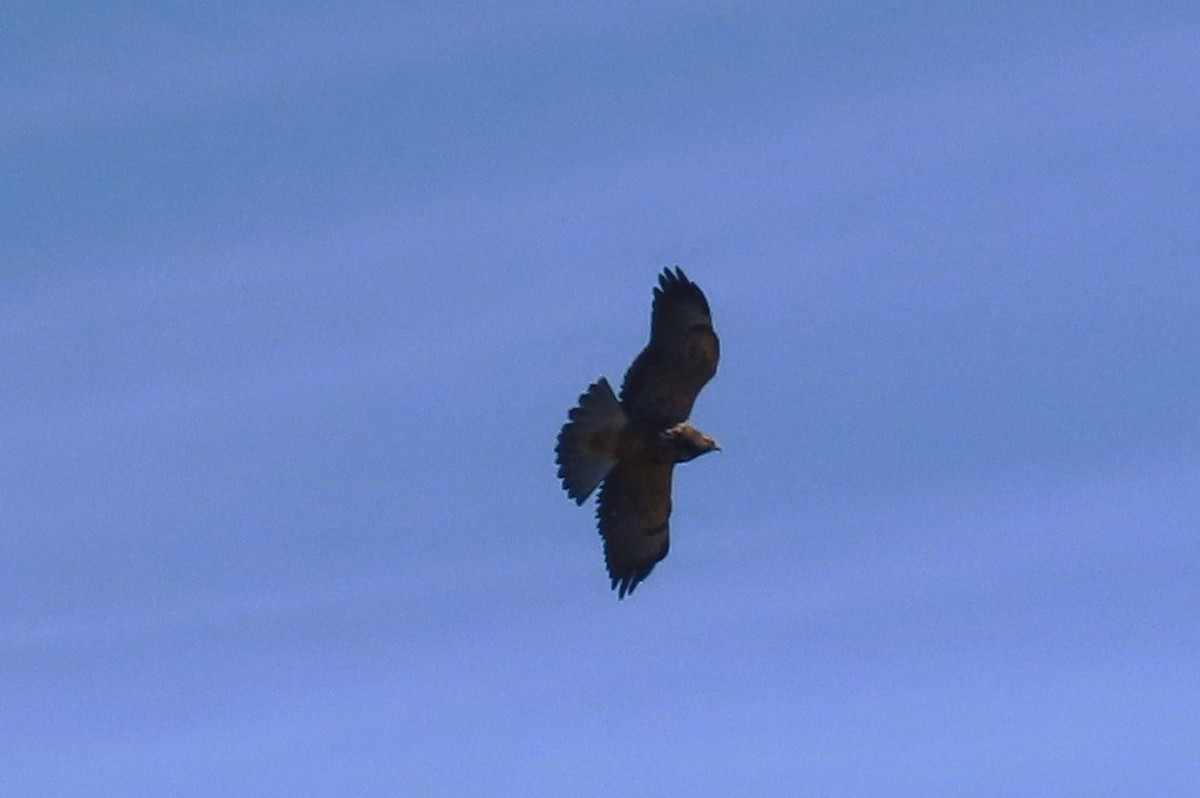 Swainson's Hawk - ML644025074