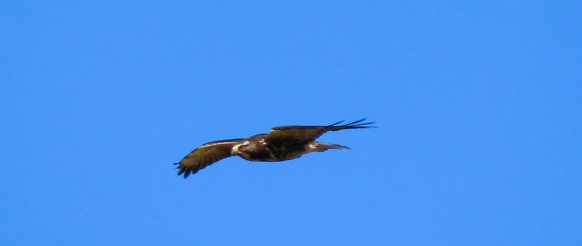 Swainson's Hawk - ML644025075
