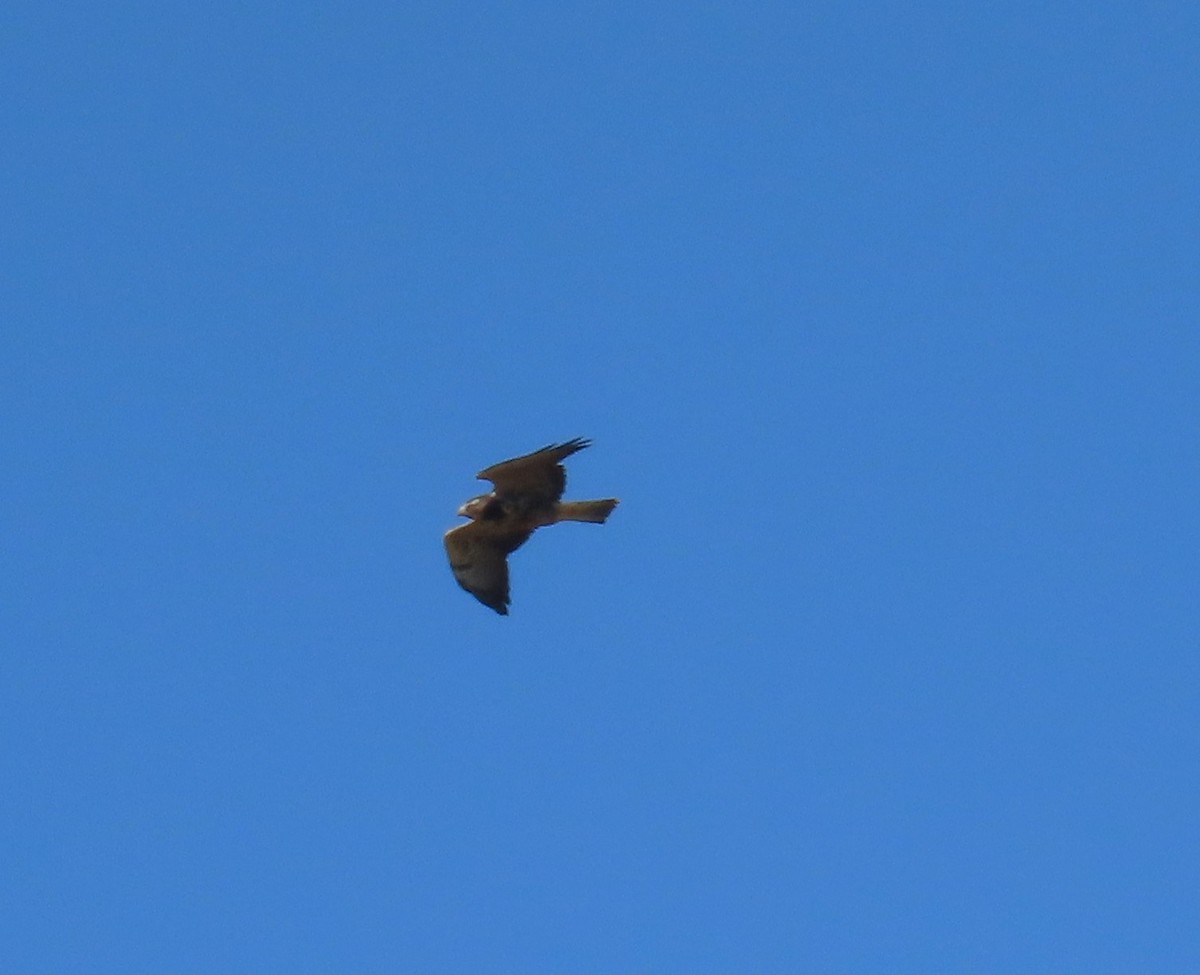 Swainson's Hawk - ML644025076