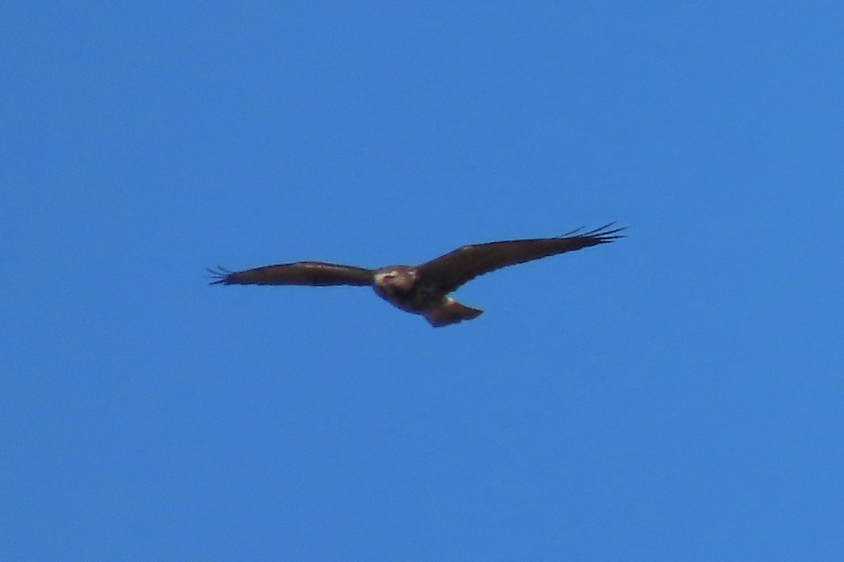 Swainson's Hawk - ML644025077