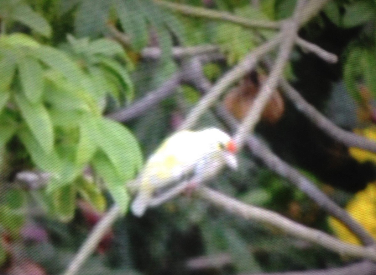Coppersmith Barbet - ML644025079