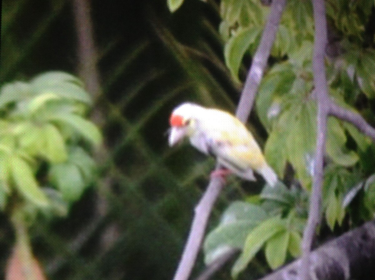 Coppersmith Barbet - ML644025080