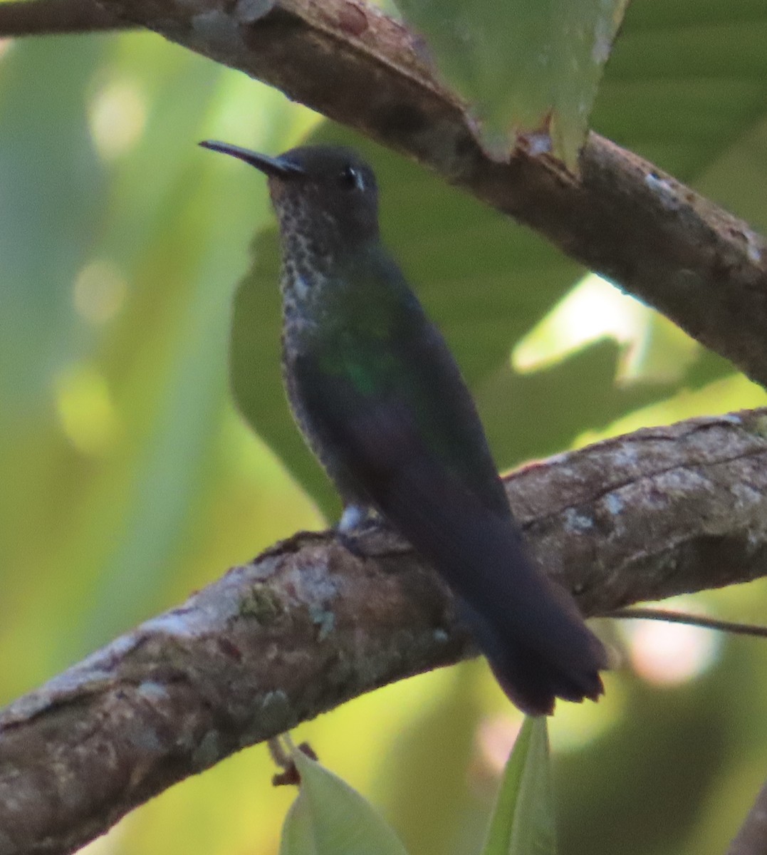 Many-spotted Hummingbird - ML644025088