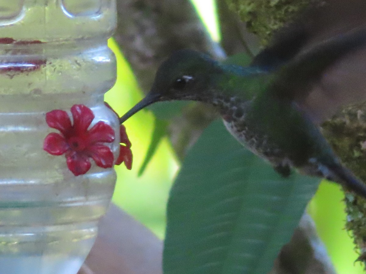 Many-spotted Hummingbird - ML644025089