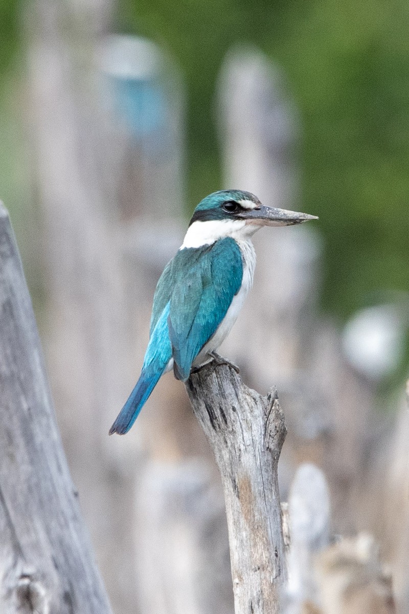 Collared Kingfisher - ML644025110