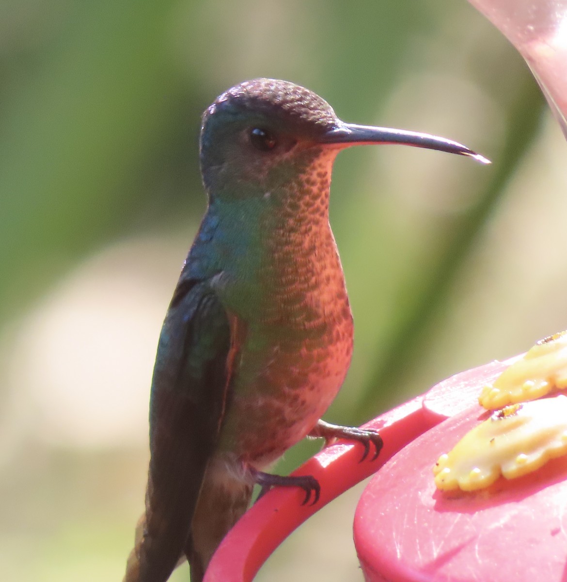 Many-spotted Hummingbird - ML644025112