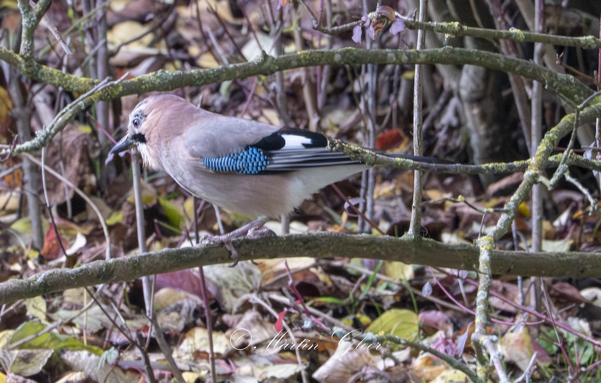 Eurasian Jay - ML644025123