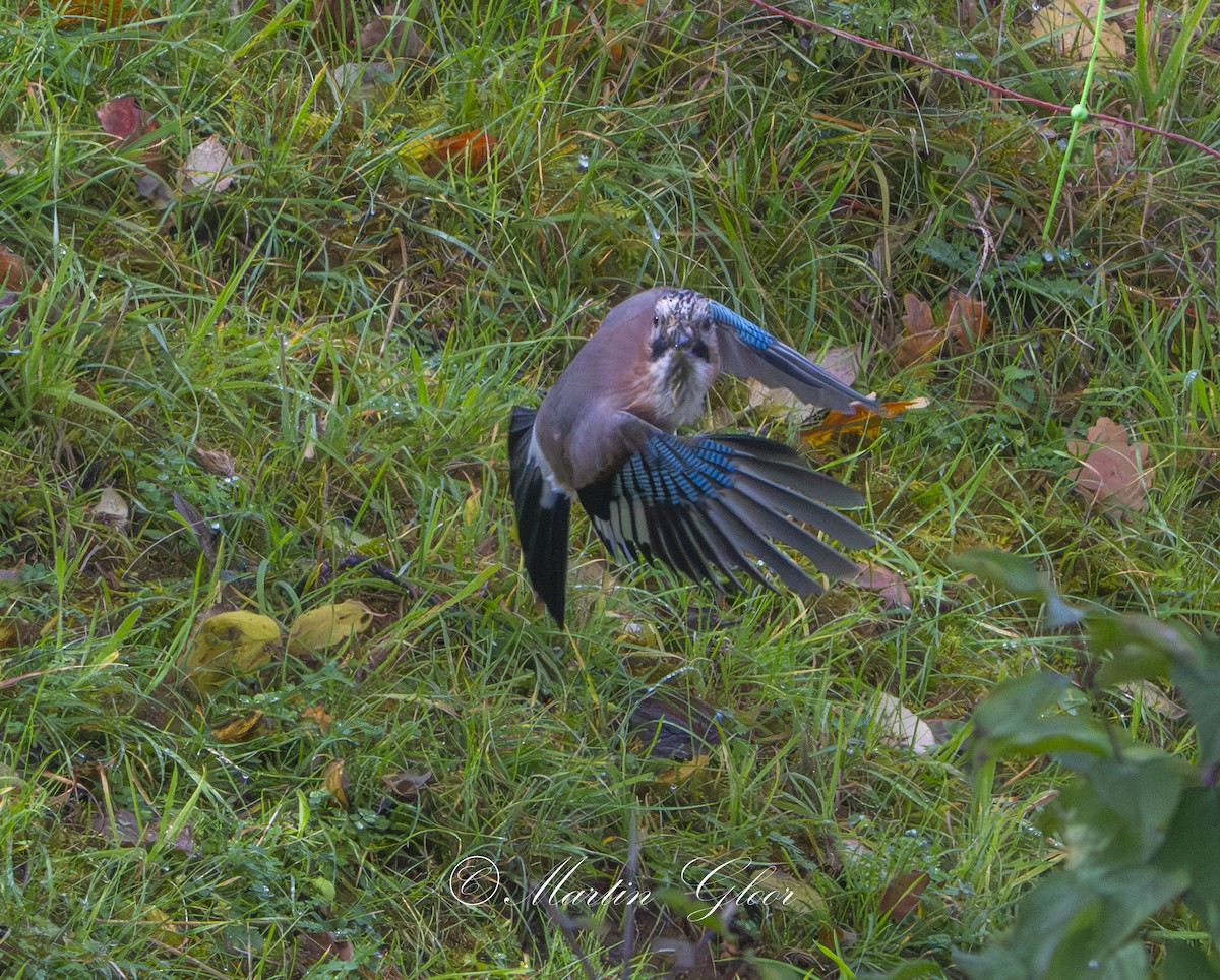 Eurasian Jay - ML644025124