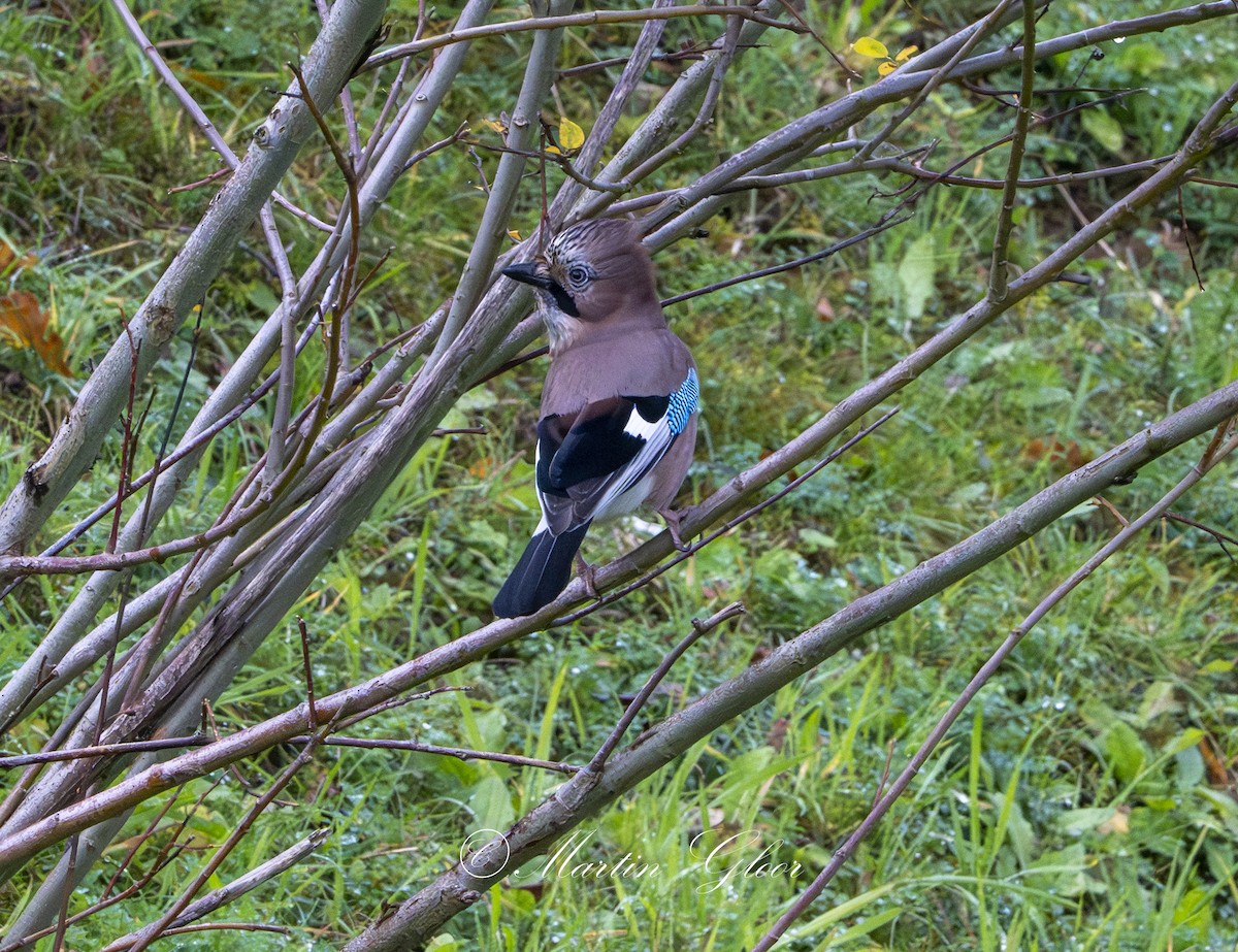 Eurasian Jay - ML644025125