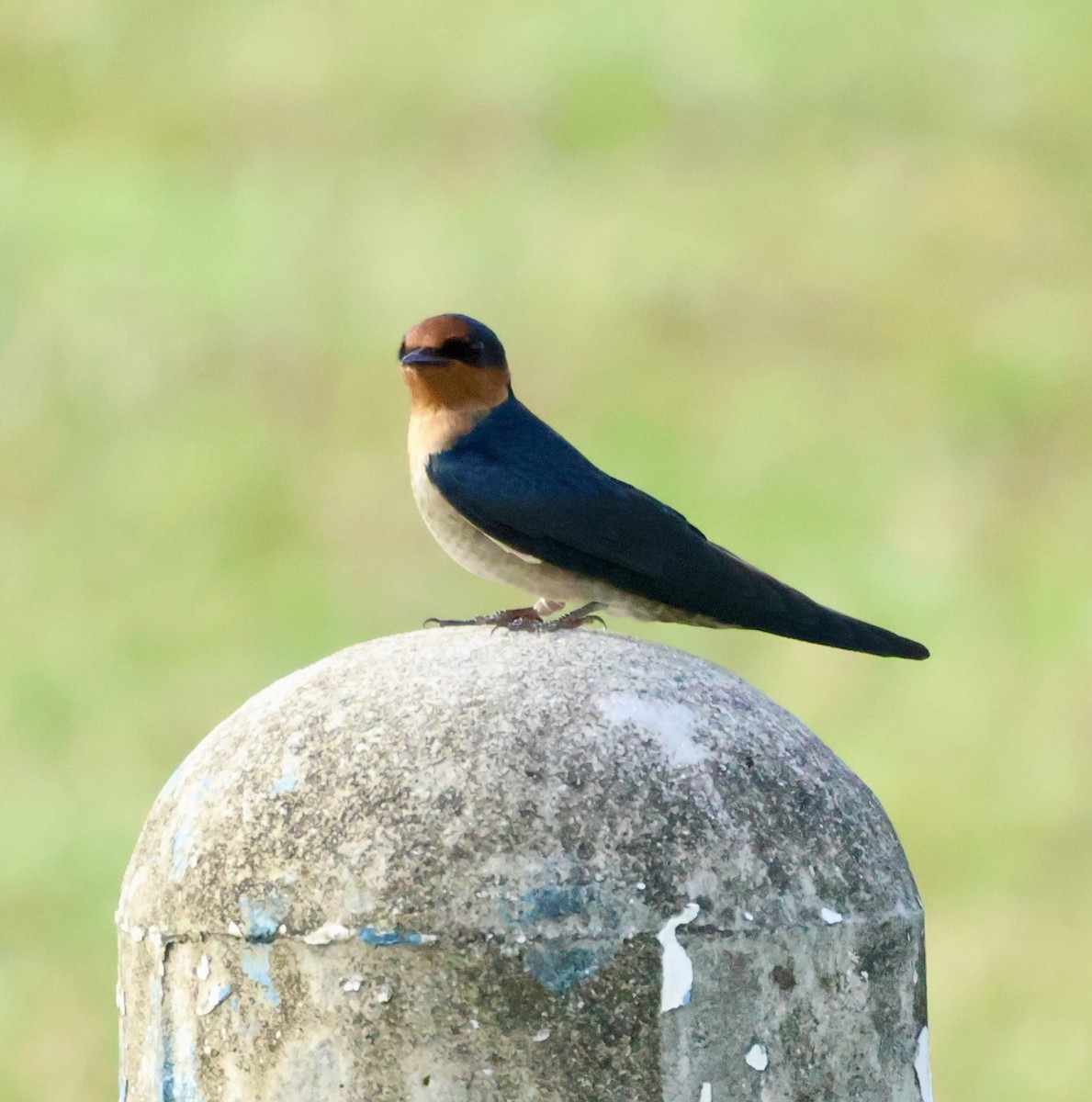Pacific Swallow - ML644025127