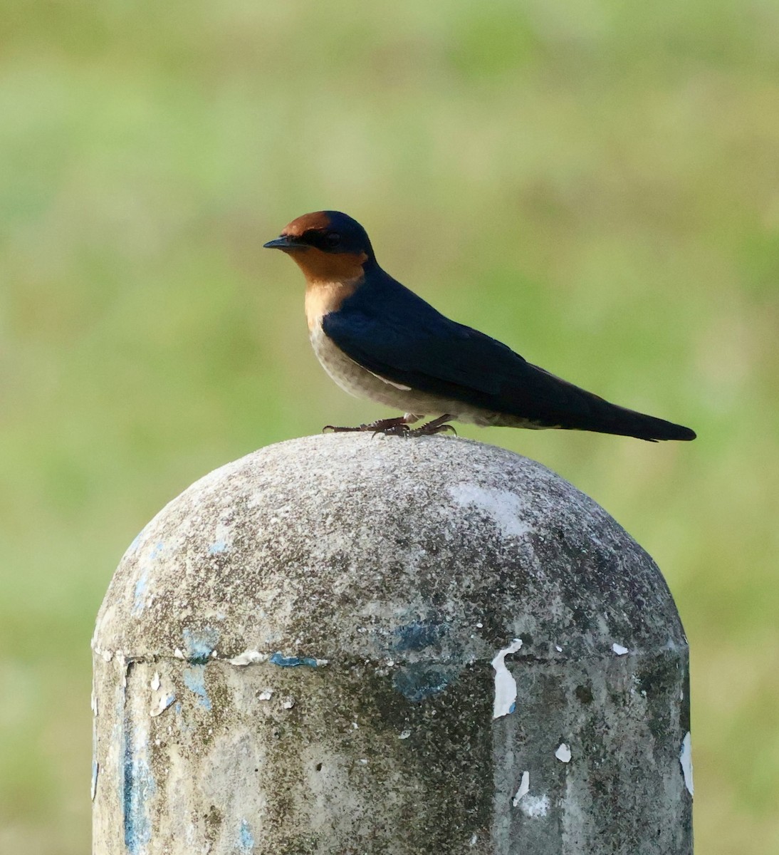 Pacific Swallow - ML644025128