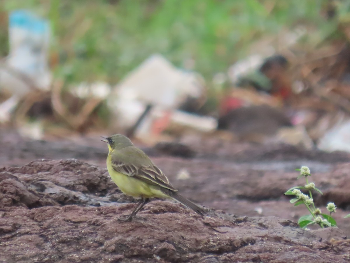 gulerle - ML644025141