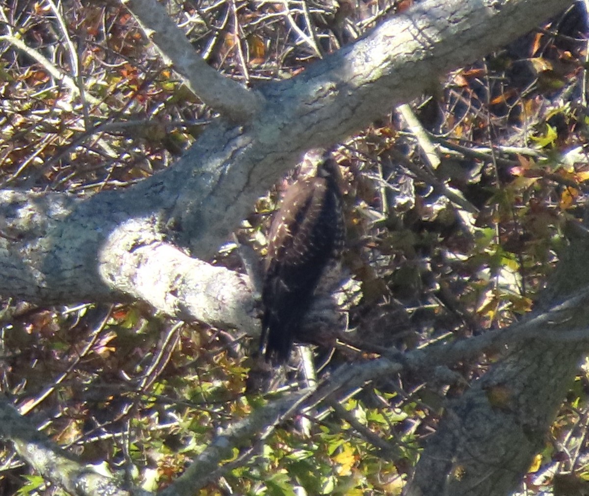 Swainson's Hawk - ML644025146