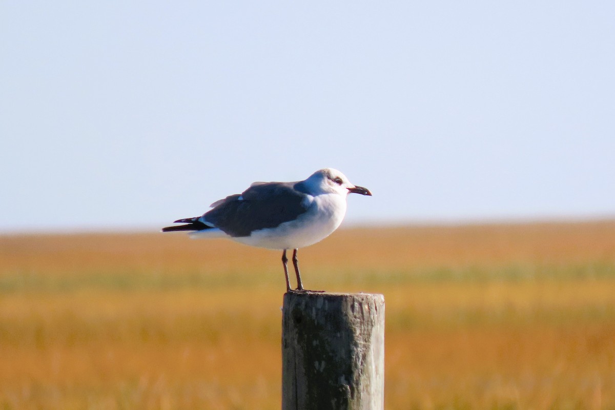 Laughing Gull - ML644025160