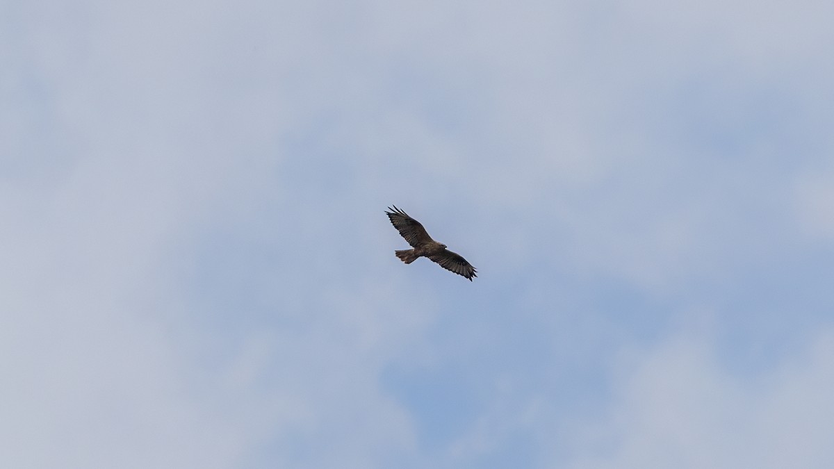 Common Buzzard - ML644025166