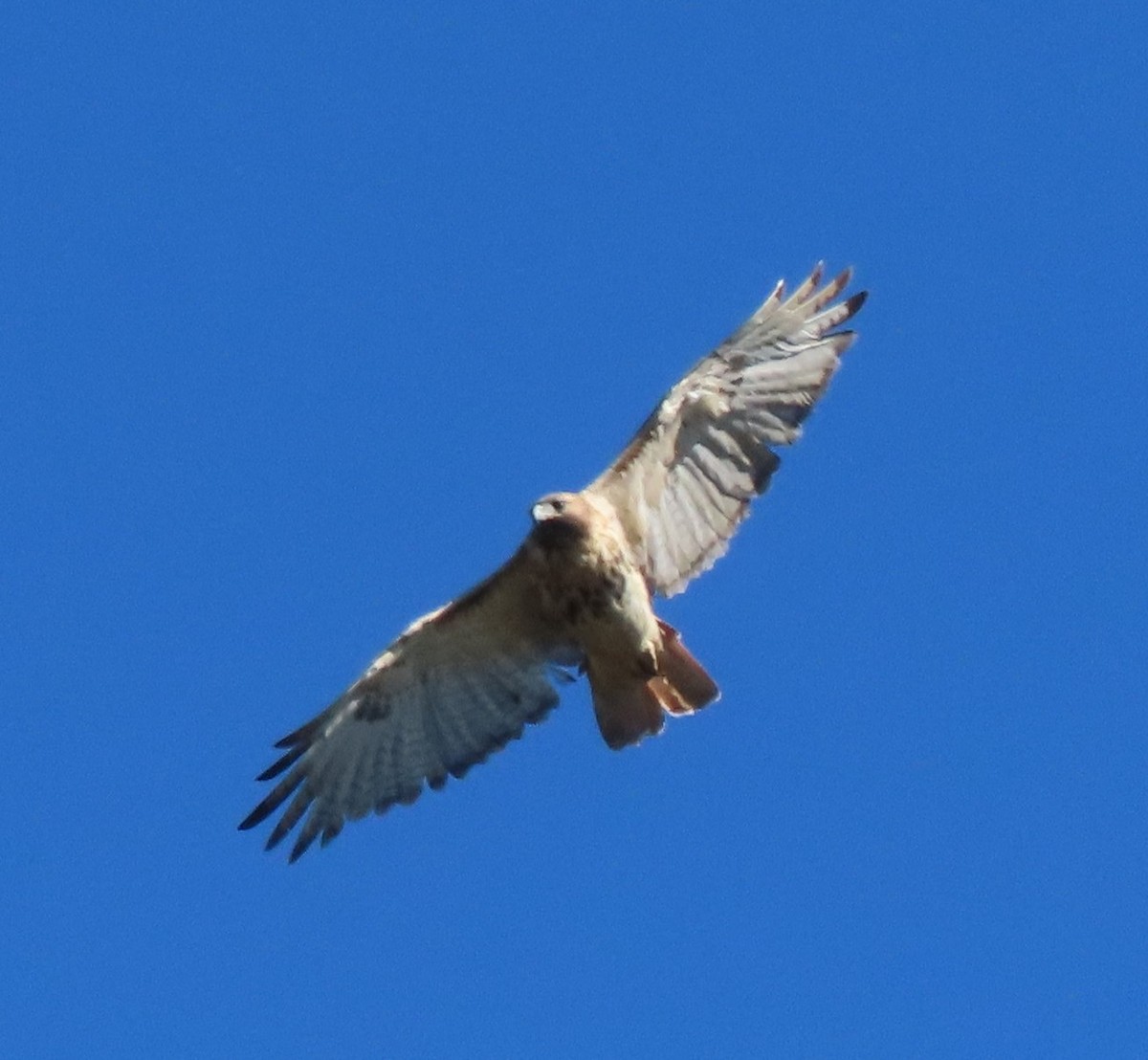 Red-tailed Hawk - ML644025170