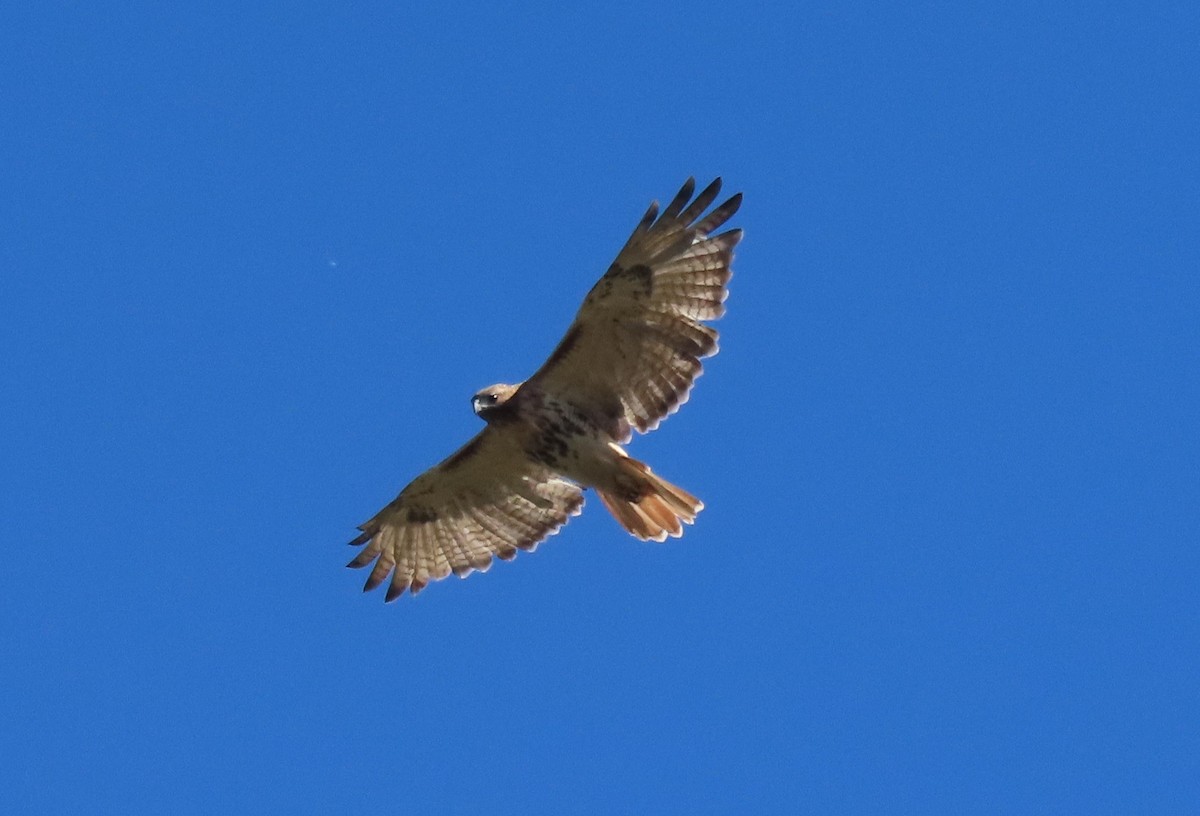Red-tailed Hawk - ML644025172