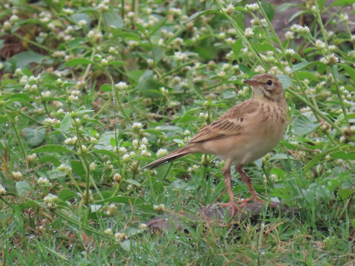 orientpiplerke - ML644025177