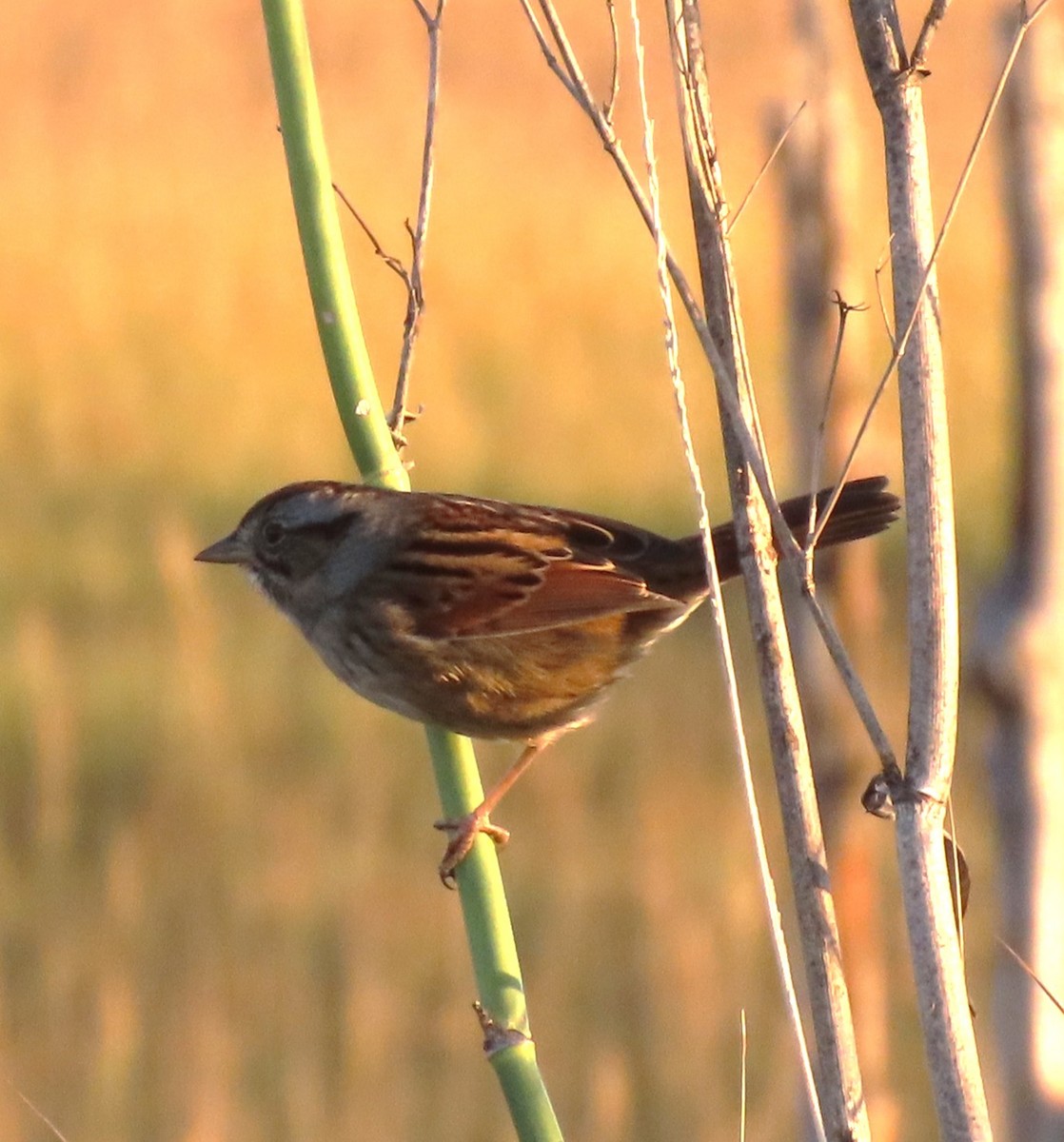 Swamp Sparrow - ML644025188