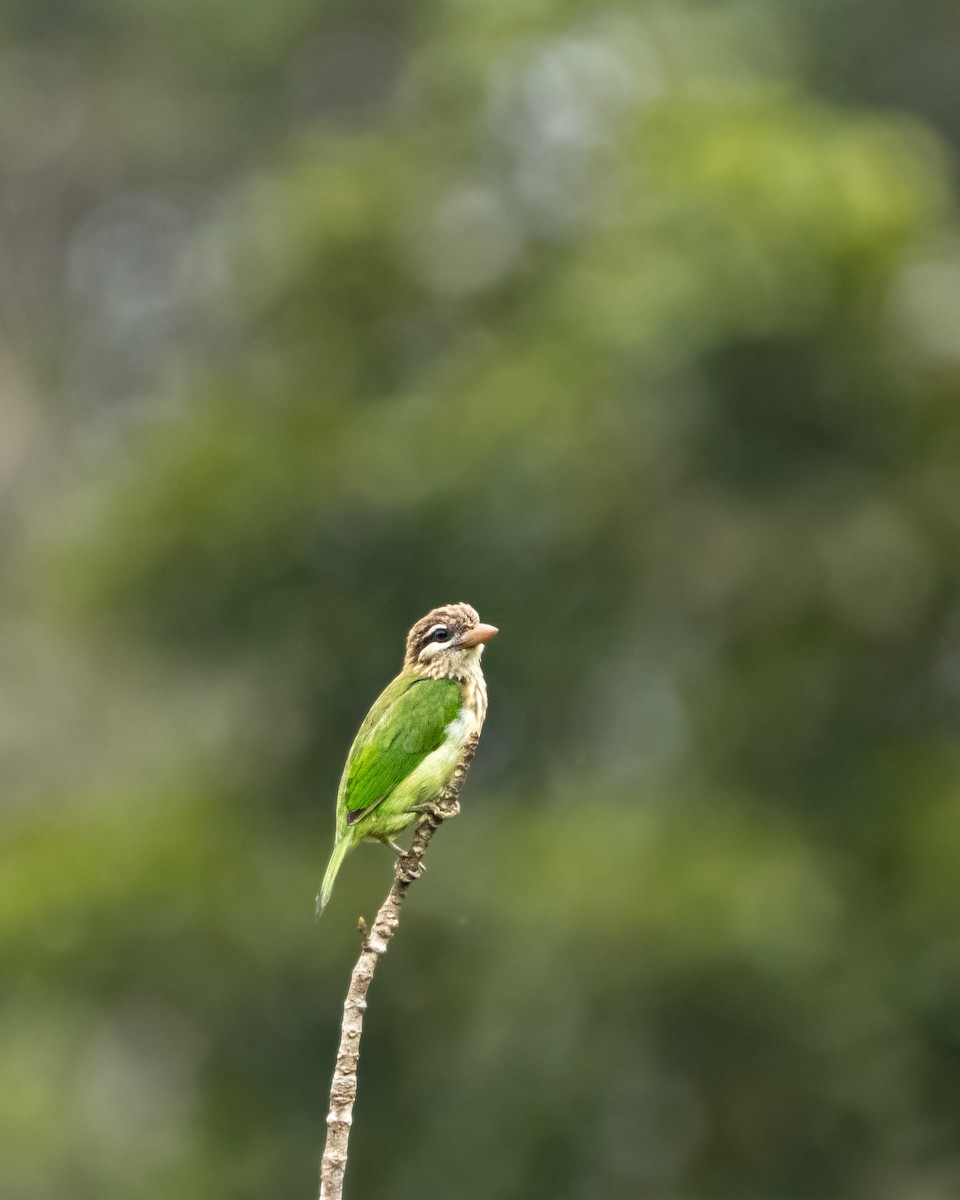 White-cheeked Barbet - ML644025205