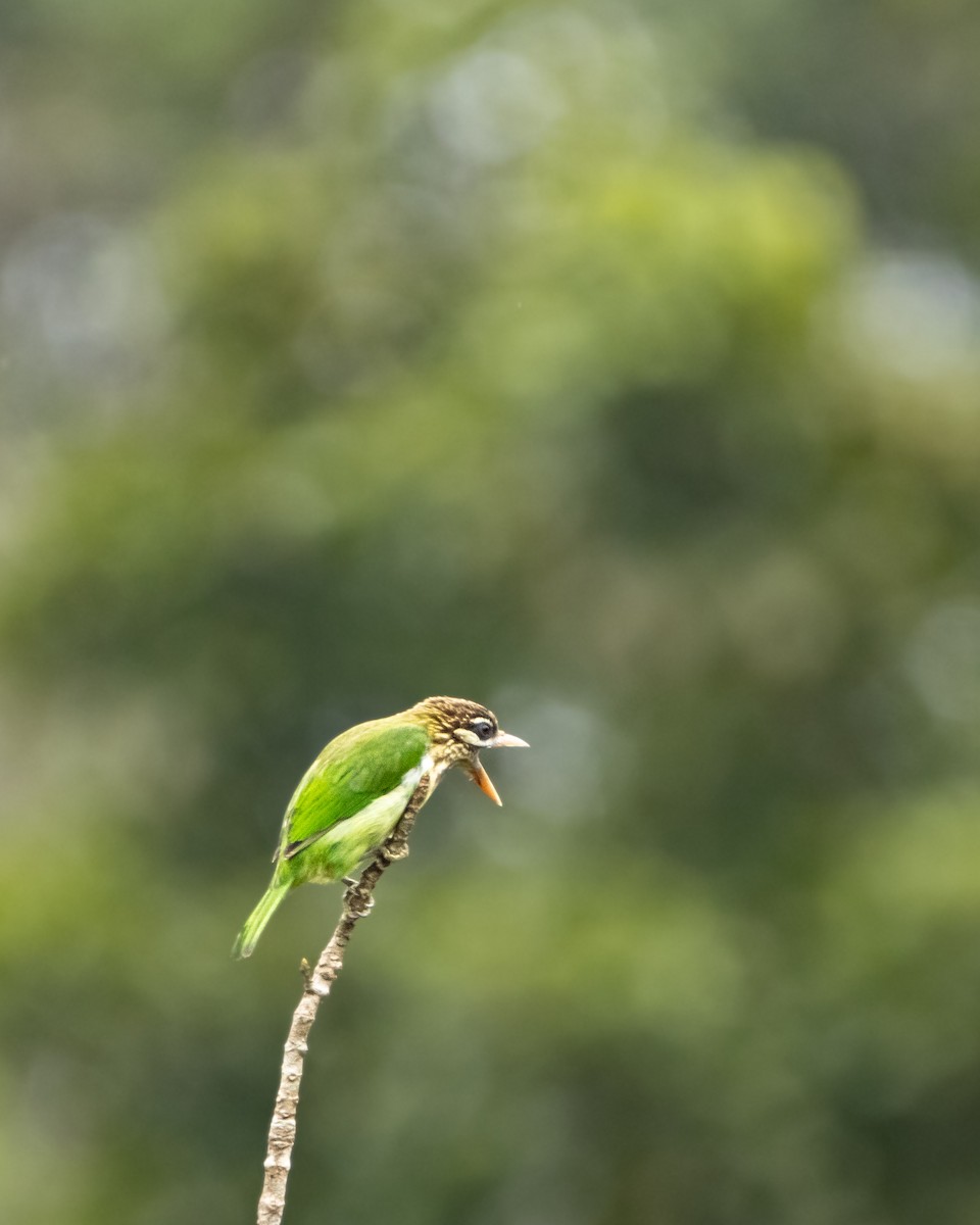 White-cheeked Barbet - ML644025206