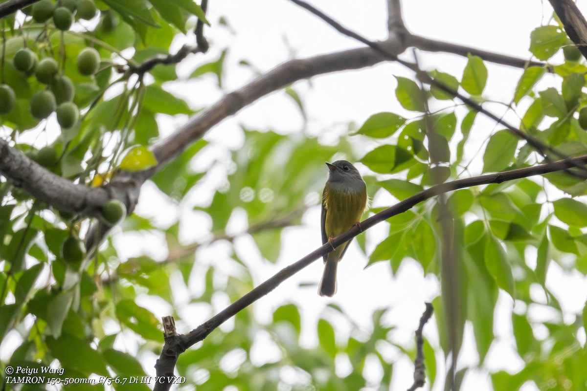 Gray-headed Canary-Flycatcher - ML644025234