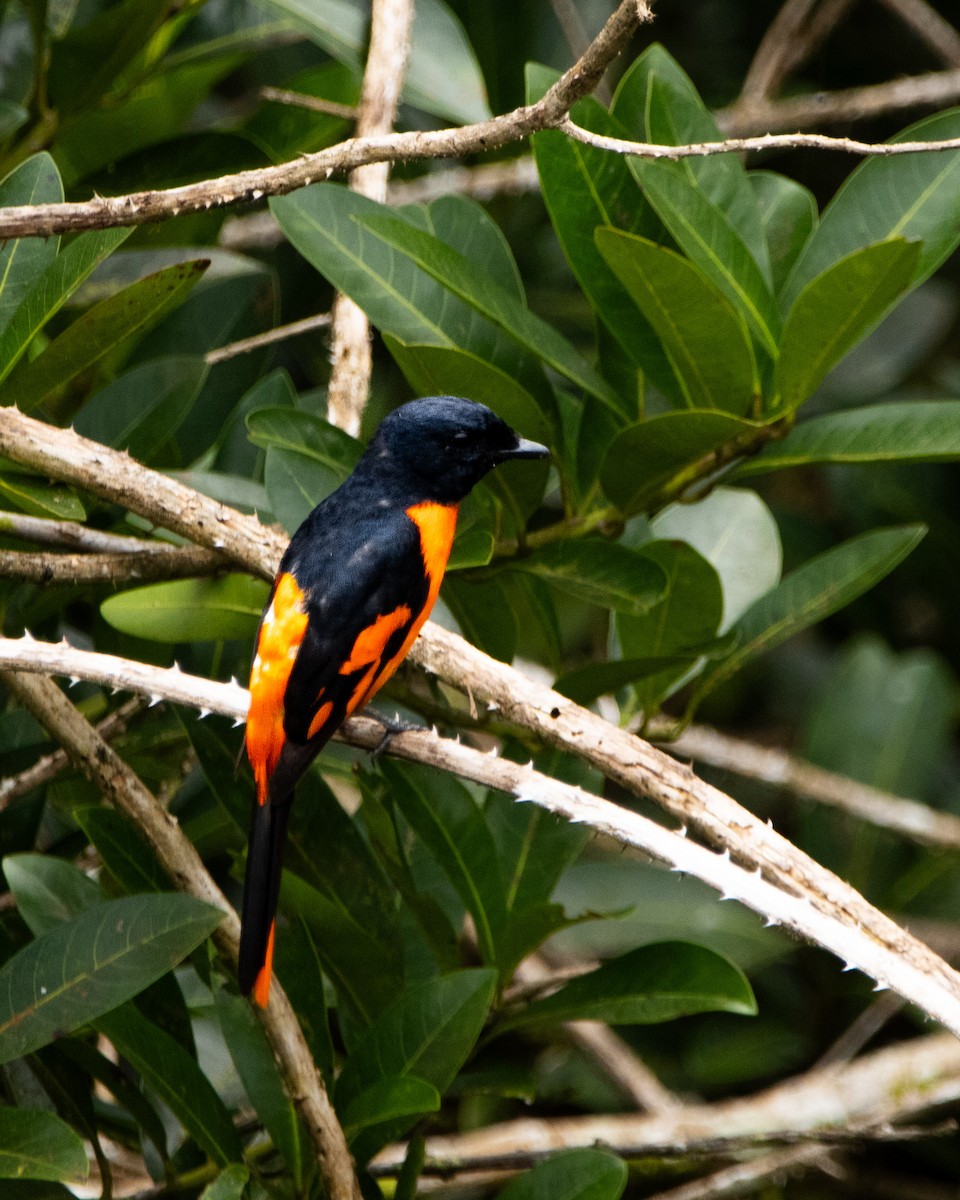 Orange Minivet - ML644025241