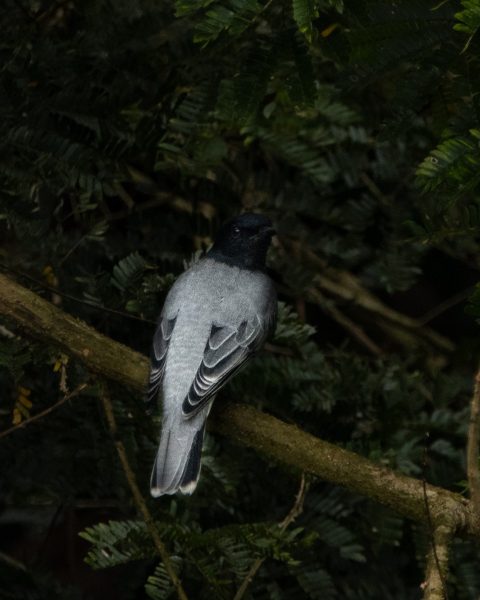 Black-headed Cuckooshrike - ML644025249