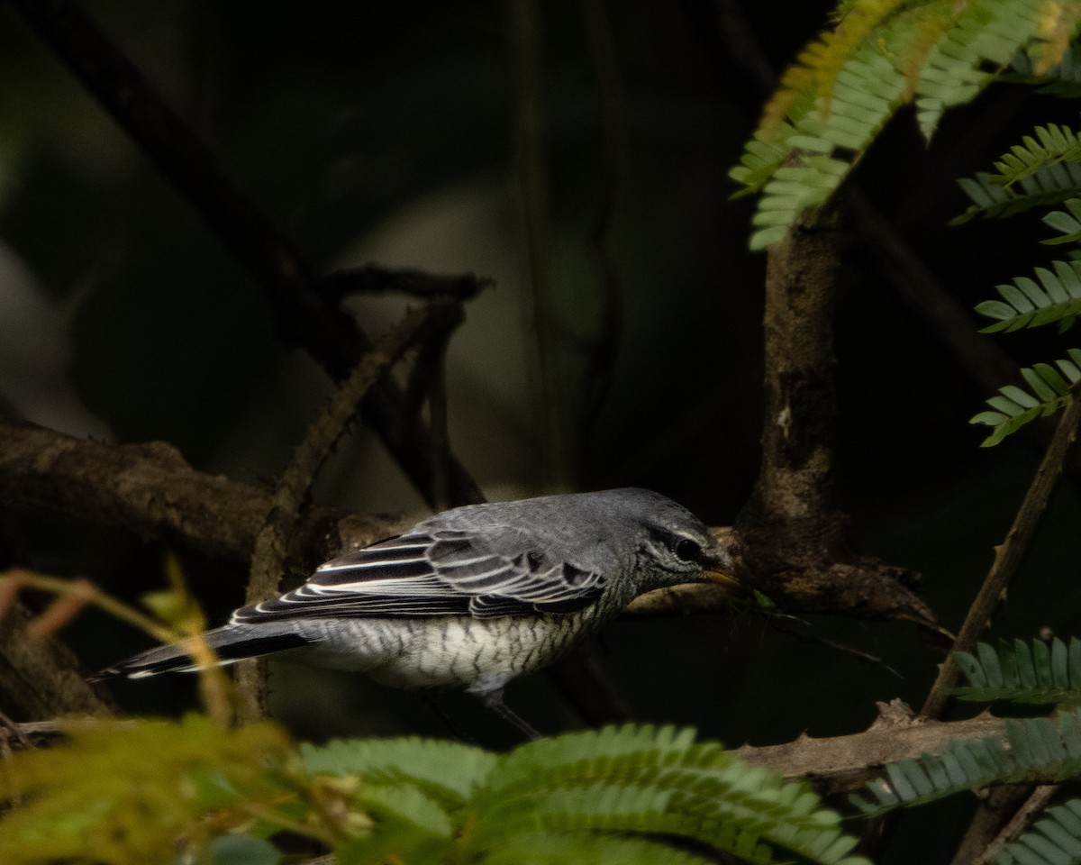Black-headed Cuckooshrike - ML644025250