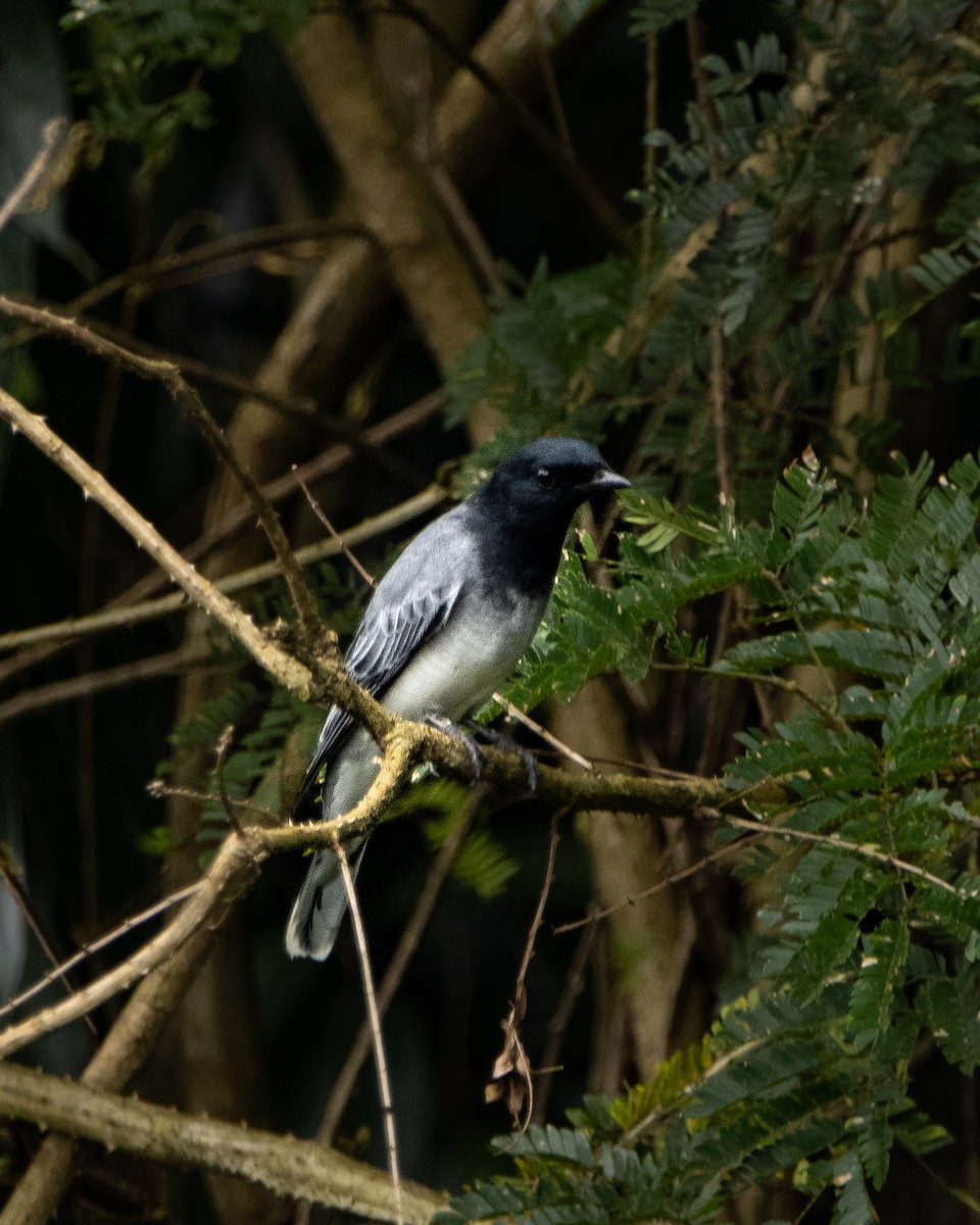 Black-headed Cuckooshrike - ML644025251