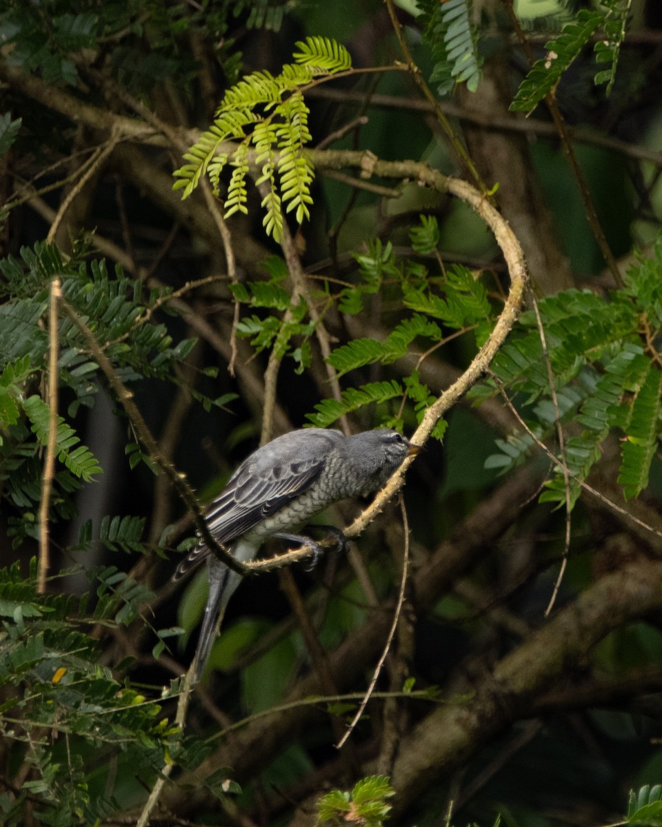 Black-headed Cuckooshrike - ML644025252