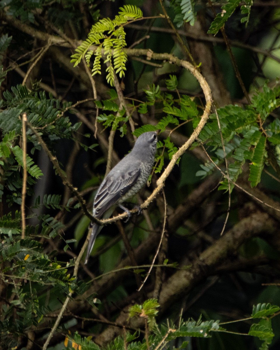 Black-headed Cuckooshrike - ML644025253