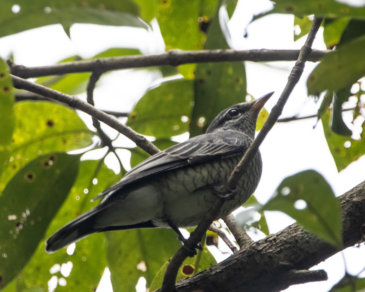Black-headed Cuckooshrike - ML644025254