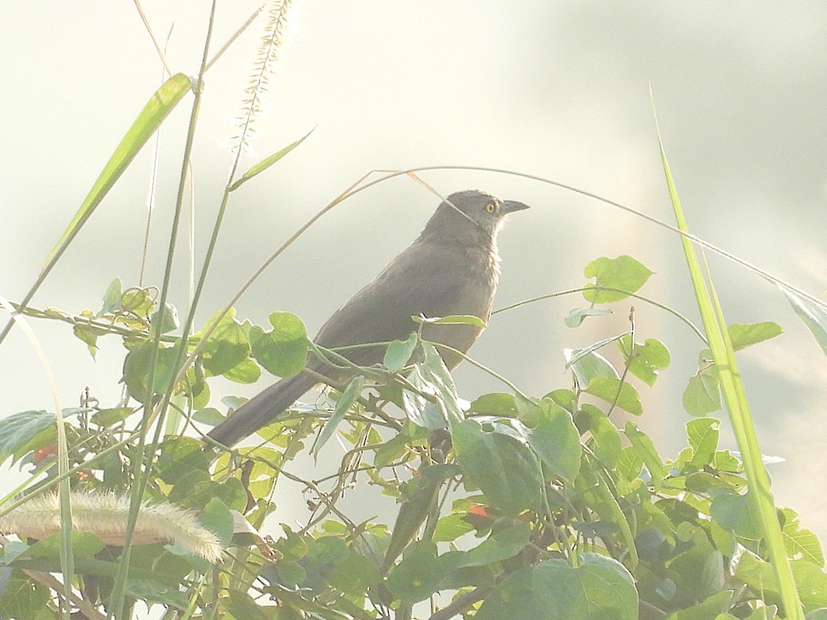 Brown Babbler - ML644025256