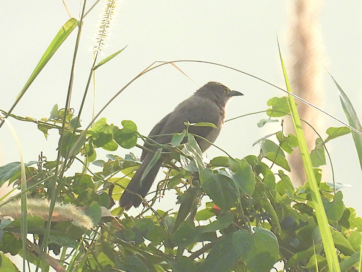 Brown Babbler - ML644025257