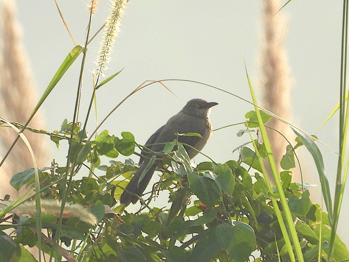 Brown Babbler - ML644025258
