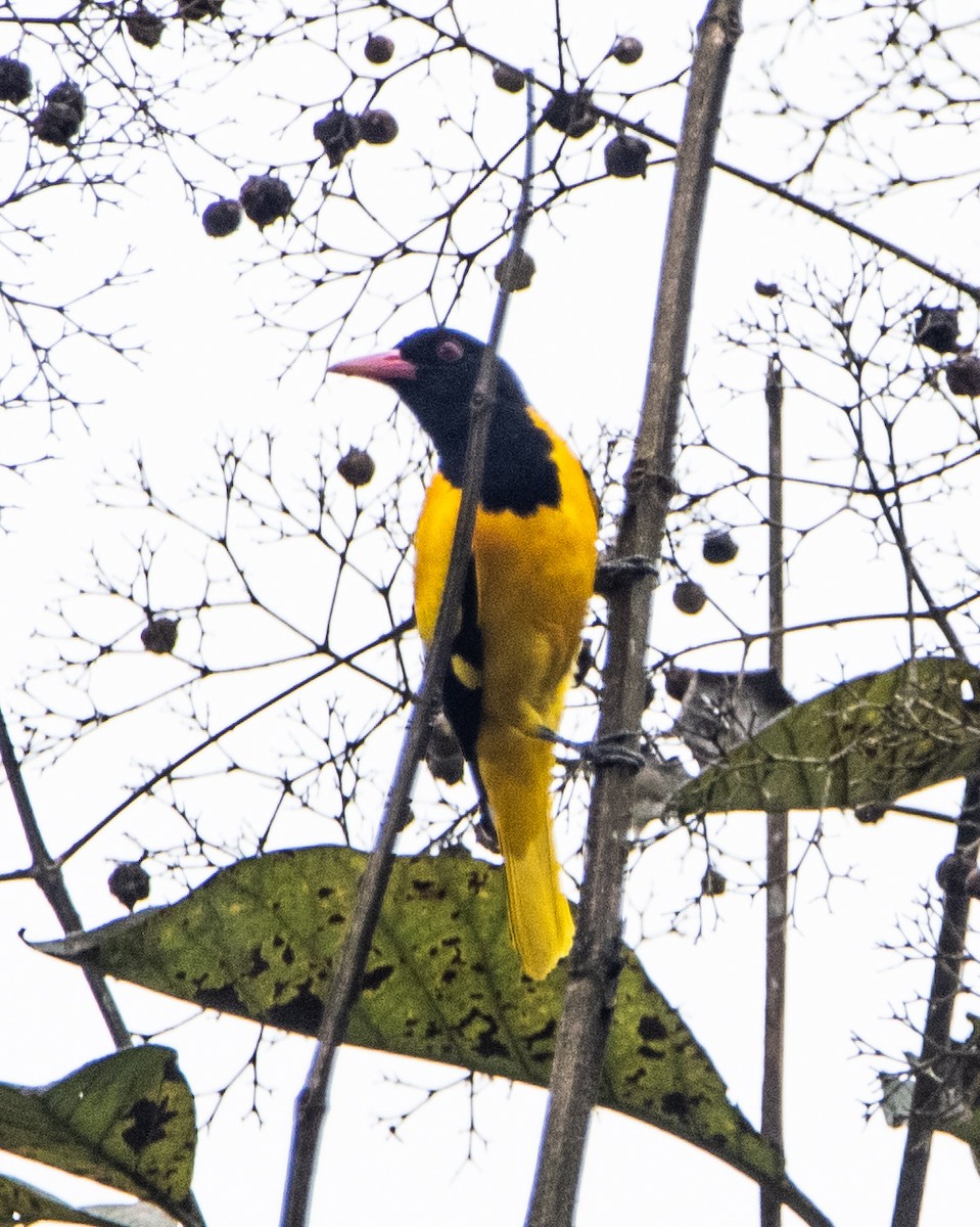 Black-hooded Oriole - ML644025261