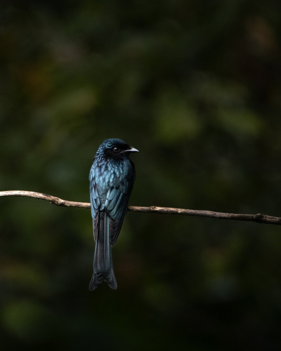 Bronzed Drongo - ML644025268