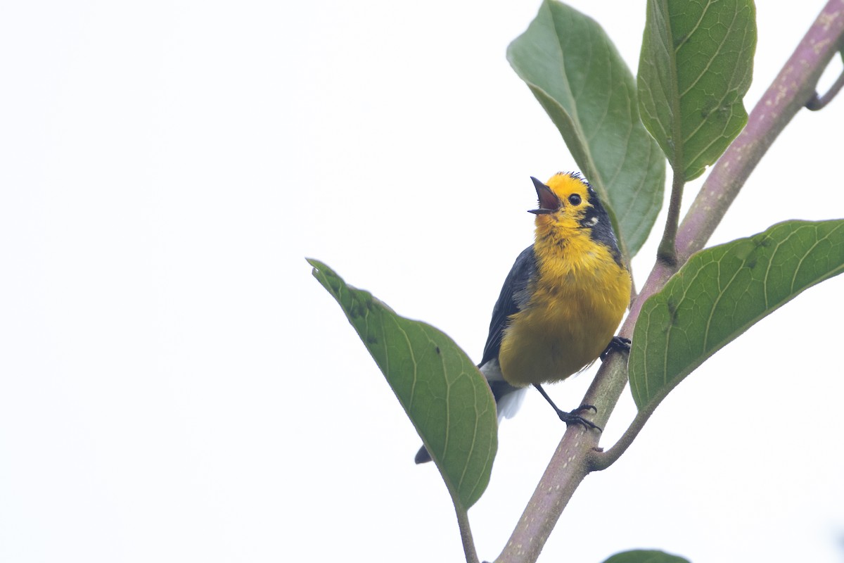Golden-fronted Redstart (Golden-fronted) - ML644025270