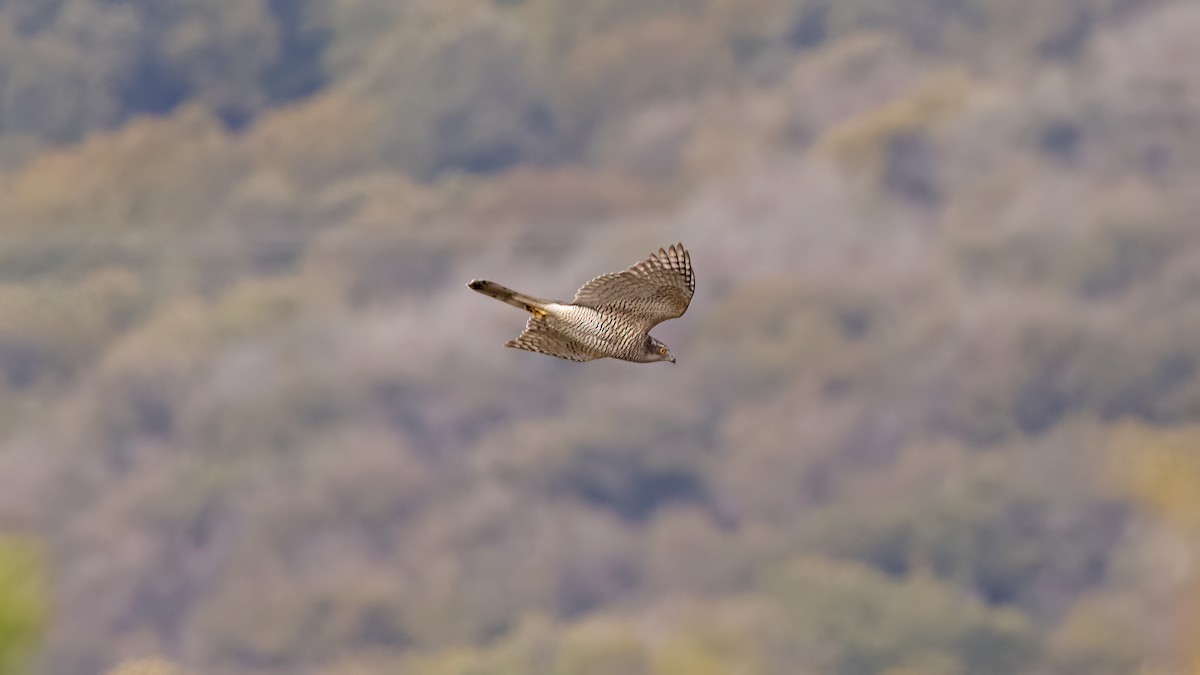Eurasian Goshawk - ML644025271