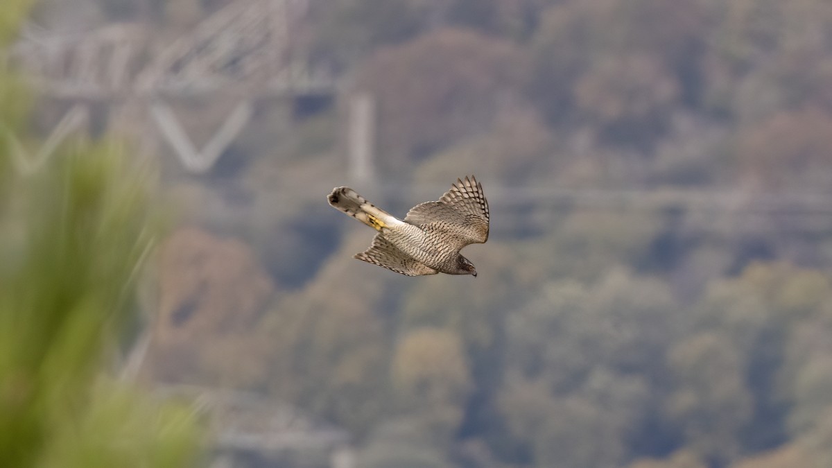 Eurasian Goshawk - ML644025272